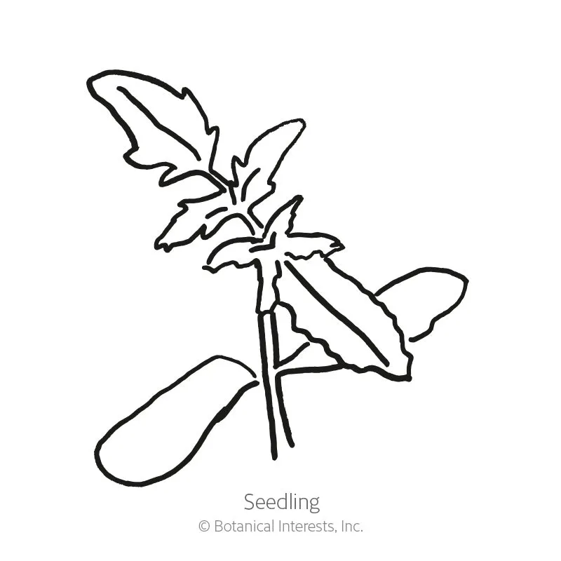 Artisan Bumble Bee Blend Pole Cherry Tomato Seeds
