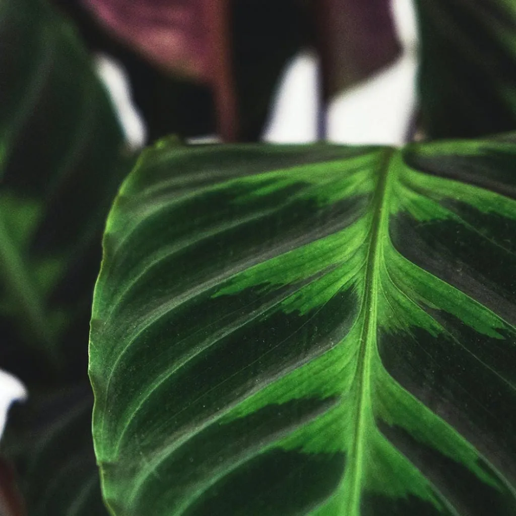 Calathea warscewiczii  'Jungle Velvet' 14cm