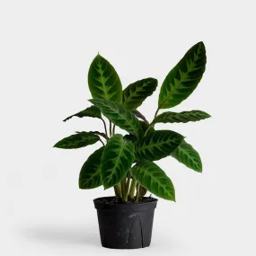 Calathea warscewiczii  'Jungle Velvet' 14cm